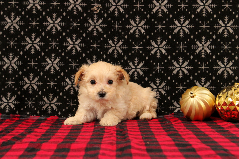 puppy, for, sale, Maltipoo, Matthew B. Stoltzfus, dog, breeder, Gap, PA, dog-breeder, puppy-for-sale, forsale, nearby, find, puppyfind, locator, puppylocator, aca